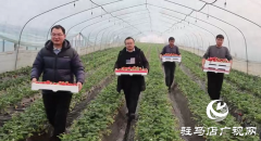 新蔡县余店镇二宋庄村：草莓飘香产业兴 特色种植促振兴