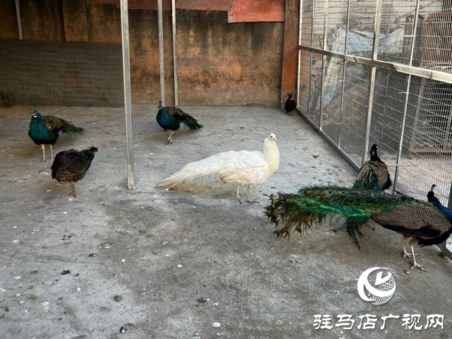 驻马店市南海动物园孔雀园正式开放 17只“林中仙子”安家落户