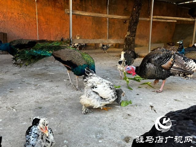 驻马店市南海动物园孔雀园正式开放 17只“林中仙子”安家落户