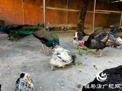 驻马店市南海动物园孔雀园正式开放 17只&ldquo;林中仙子&rdquo;安家落户