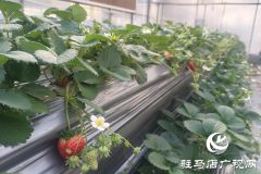 &ldquo;空中草莓&rdquo;熟了！ 市民可入园采摘