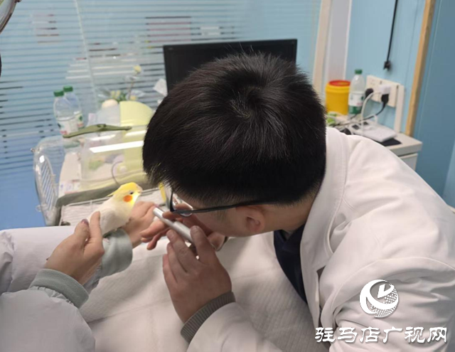 异宠如何温暖过冬?宠物专家发布冬季养护指南