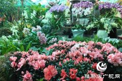 驻马店：年宵花市春意浓 &ldquo;美丽经济&rdquo;迎新年
