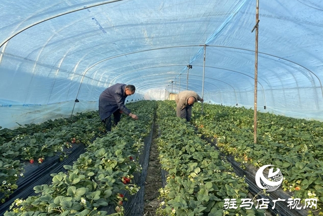 驿城区:冬日“莓”景如画 特色采摘富了农家