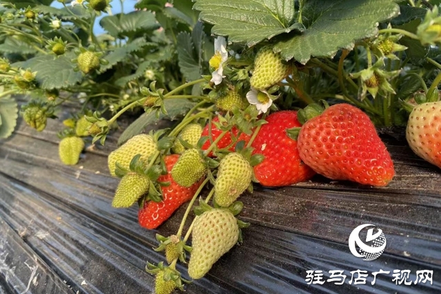 驿城区:冬日“莓”景如画 特色采摘富了农家