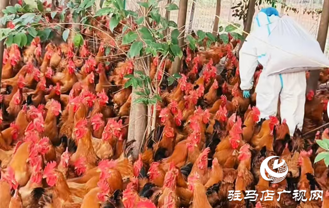 正阳县:生态养殖“啄”开乡村振兴致富门
