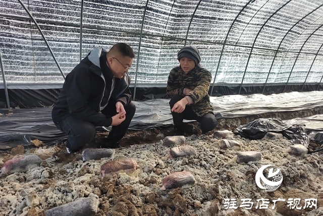 上蔡县杨屯乡杨仕位村:党建引领产业兴 乡村振兴路更宽