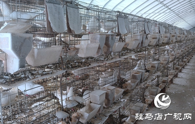 确山县刘店镇：智能化养鸽助力乡村振兴