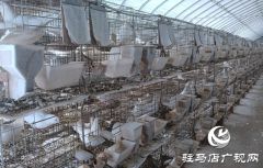 确山县刘店镇：智能化养鸽助力乡村振兴