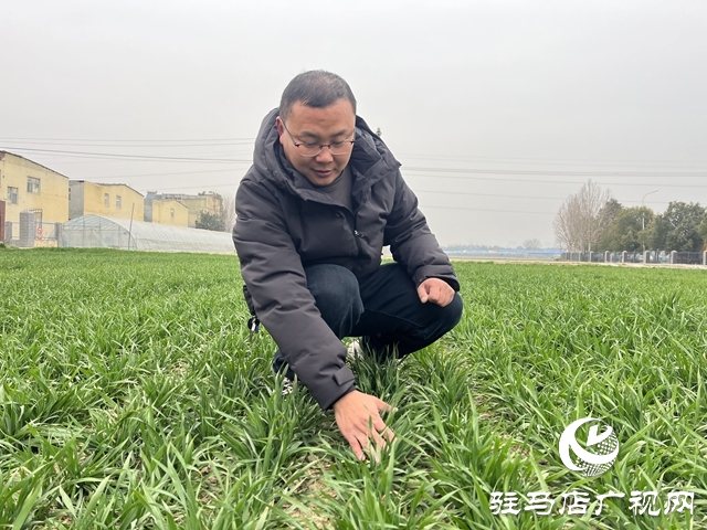 雨雪天气即将来临 农业专家支招麦田管理