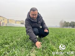 雨雪天气即将来临  农业专家支招麦田管理