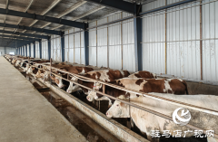 牛产业&ldquo;犇&rdquo;向致富路 羊册镇乡村振兴动力足