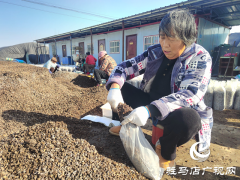 上蔡县杨屯乡杨仕位村：党建引领产业旺 羊肚菌&ldquo;撑起&rdquo;致富伞