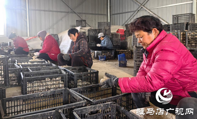 启慧农业：鲜菌飘香迎佳节 产销两旺护航团圆餐桌