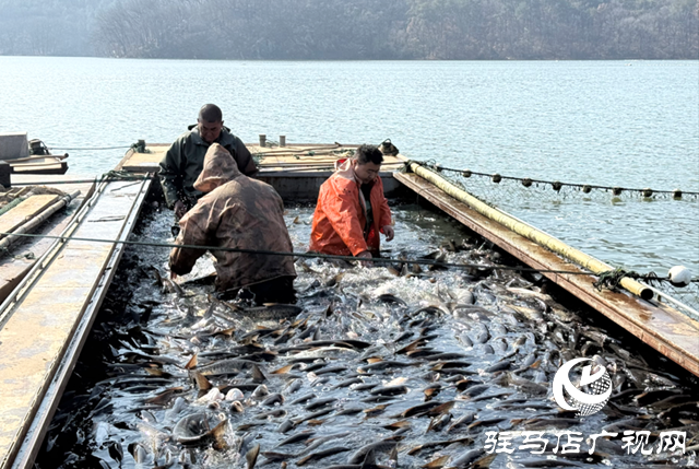 确山县:冬捕开网鱼满舱 湖鲜飘香迎新春
