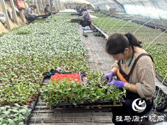 驿城区水屯镇：智能育苗&ldquo;绿意浓&rdquo; 产业兴农&ldquo;春来早&rdquo;