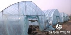 新蔡退伍兵张远东：香菇撑起乡村致富伞