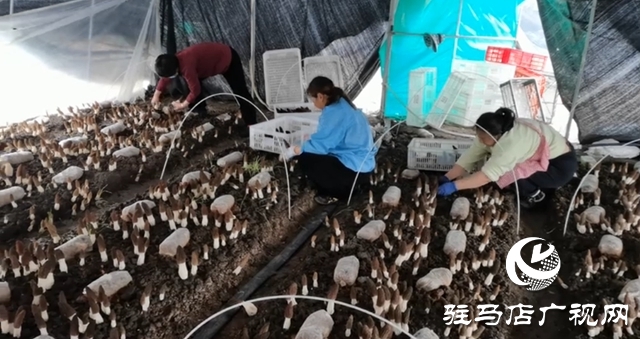 上蔡杨仕位村：羊肚菌棚里的新春“致富经”