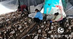 上蔡杨仕位村：羊肚菌棚里的新春&ldquo;致富经&rdquo;