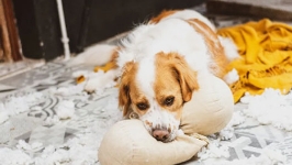 狂犬病可防不可治 这份预防指南请收好