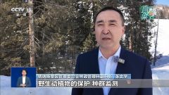 网传“新疆喀纳斯出现棕熊”？假的！专家辟谣