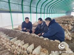 新蔡县石家湖村：小菌菇撑起乡村振兴&ldquo;致富伞&rdquo;