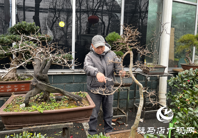杨亚东：把平凡做成专业 盆景人生别有洞天