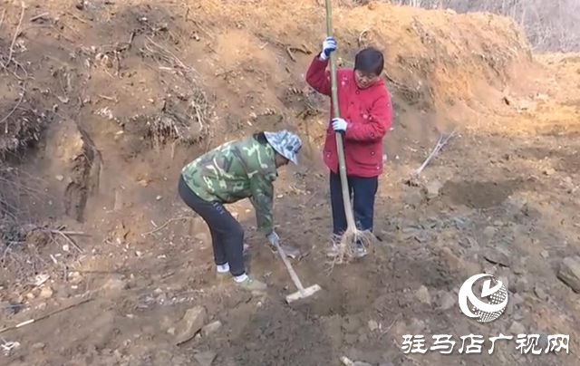 25年!确山七旬夫妇把3000亩荒山变绿岭