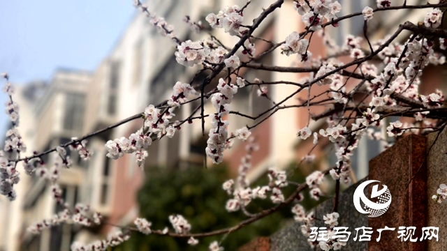 杏花盛放!驻马店春日限定美景上线