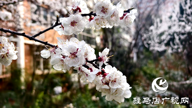 杏花盛放!驻马店春日限定美景上线