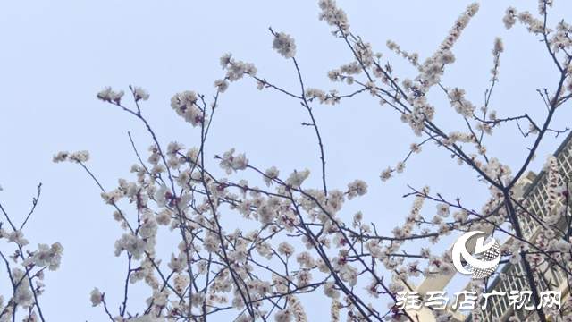 杏花盛放!驻马店春日限定美景上线