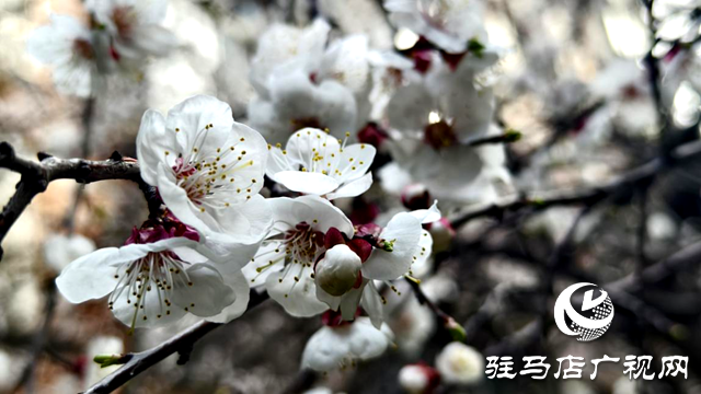 杏花盛放!驻马店春日限定美景上线