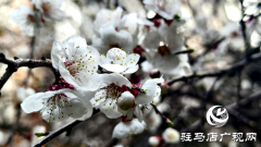 杏花盛放！驻马店春日限定美景上线