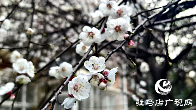 杏花盛放!驻马店春日限定美景上线
