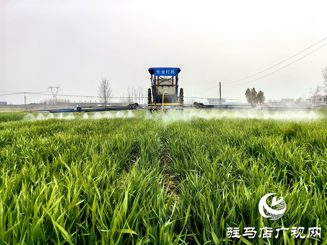 驿城区水屯镇:抢抓农时春管忙 小麦“喝”上返青水
