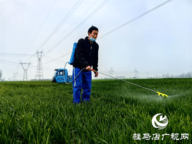 驿城区水屯镇:抢抓农时春管忙 小麦“喝”上返青水