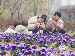 满园繁花映春色 踏青游园正当时