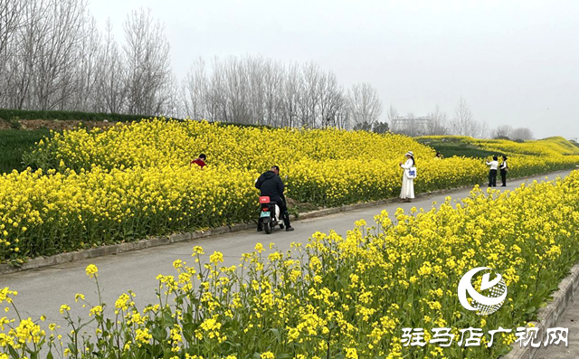 春暖花开喷嚏不断?专家支招科学应对花粉过敏