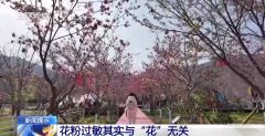 花粉过敏其实与“花”无关 它才是元凶