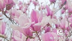 驻马店：春雨润枝桠 玉兰满城芳