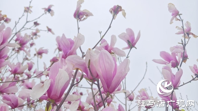 驻马店:春雨润枝桠 玉兰满城芳
