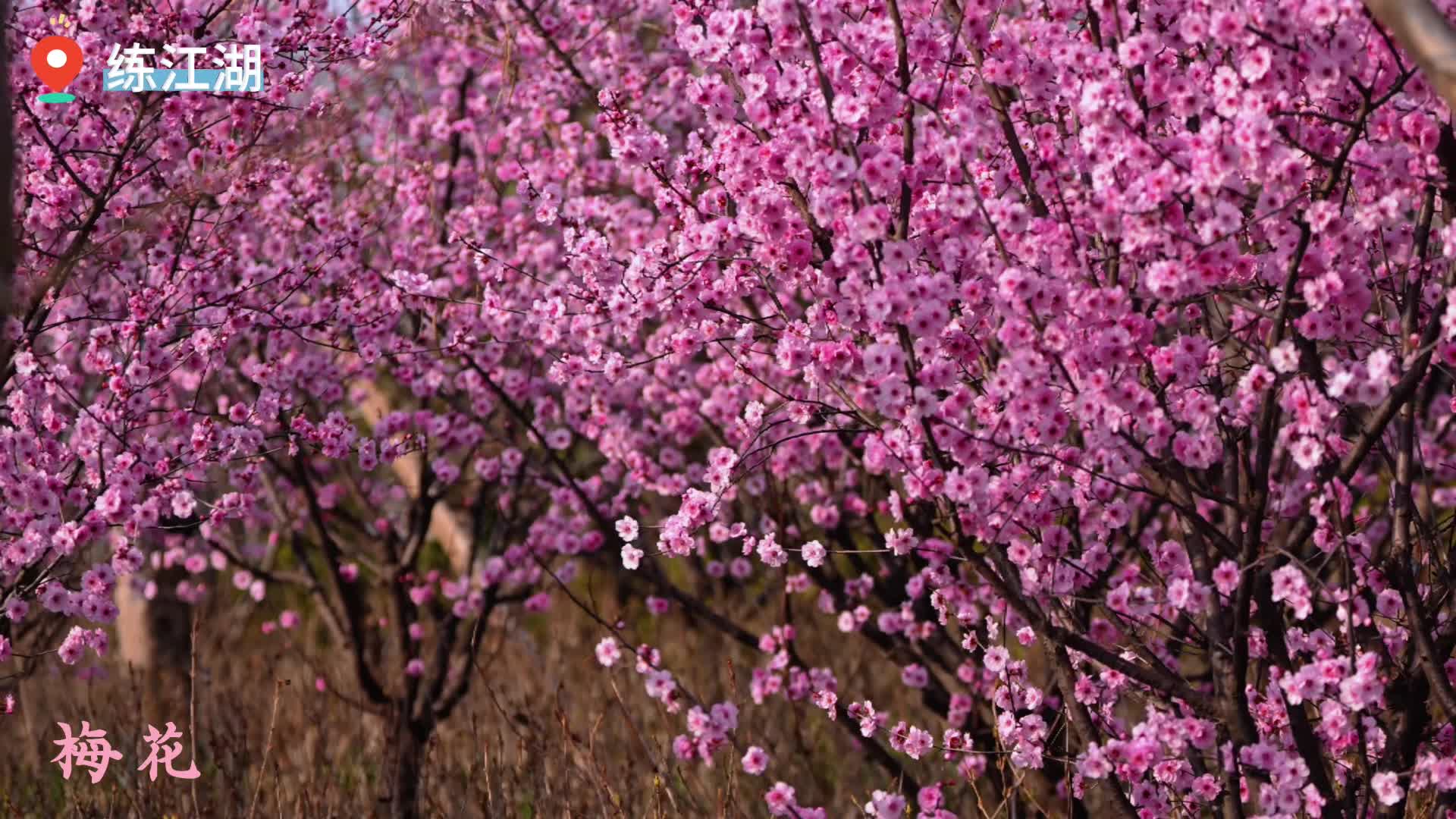 雨落花开，静赏春光。驻马店的春天已加载99%，只差一个你。走吧，去看盛开的花海，把朋友圈刷成&ldquo;花花世界&rdquo;!#驻马店#赏花#春天来了