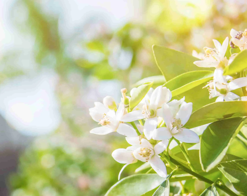 花粉过敏的“元凶”是鲜花吗？