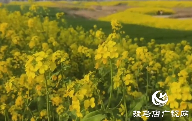 驻马店:油菜花海盛放如锦 市民争相打卡享春光