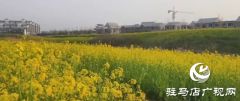 驻马店：油菜花海盛放如锦 市民争相打卡享春光