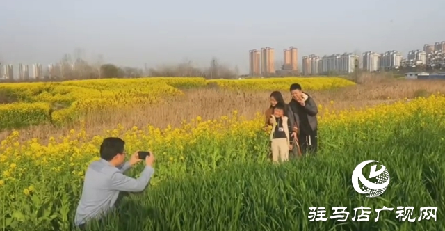 驻马店:油菜花海盛放如锦 市民争相打卡享春光