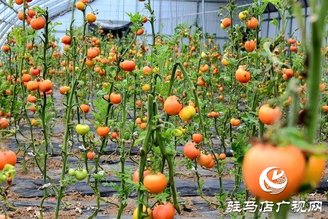 汝南县：番茄映红致富路 三产融合促振兴