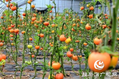 汝南县：番茄映红致富路 三产融合促振兴
