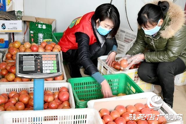 汝南县：番茄映红致富路 三产融合促振兴