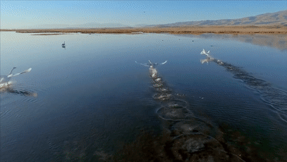 9.gif